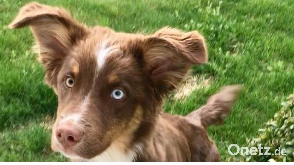 Tag des Hundes Fabian Schmidt