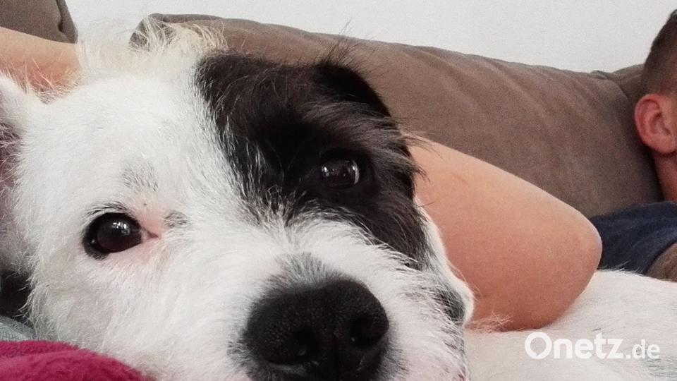 Tag des Hundes An Ja