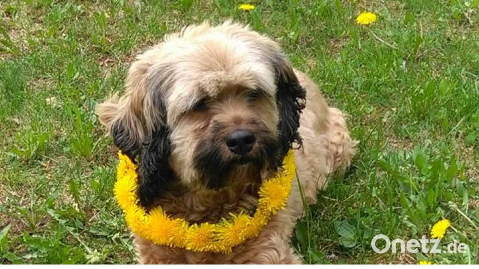 Tag des Hundes Stephanie Dammer