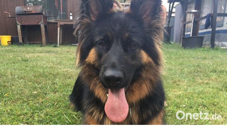 Tag des Hundes Jürgen Meyer