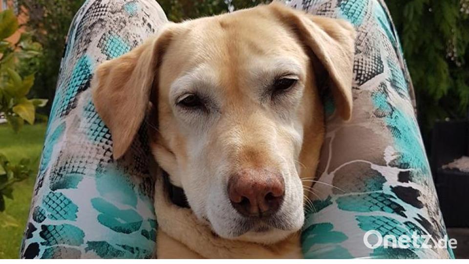 Tag des Hundes Miriam Bauer