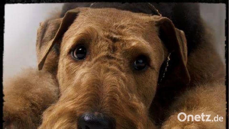 Tag des Hundes Sandra Spanl