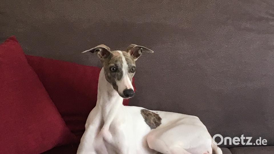 Tag des Hundes Jana K