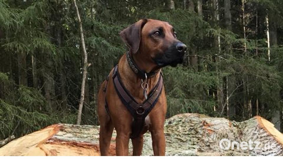 Tag des Hundes Anna-Lena Kruppa