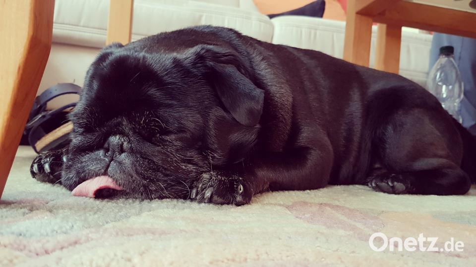 Tag des Hundes Katrin M