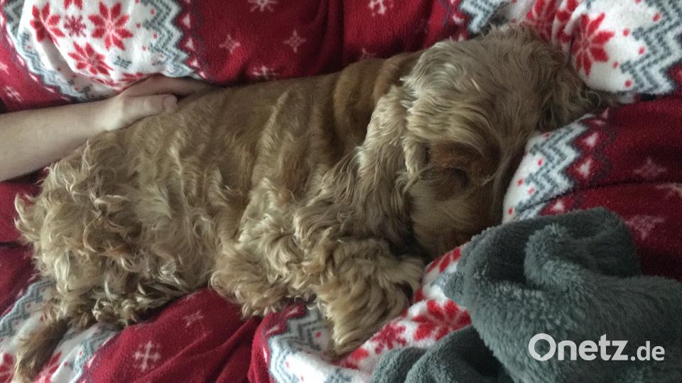 Tag des Hundes Luca W