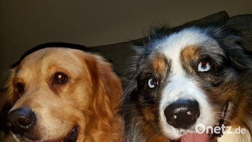 Tag des Hundes Simone Bäumler.