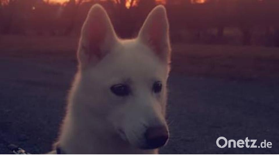 Tag des Hundes Denise Nettl