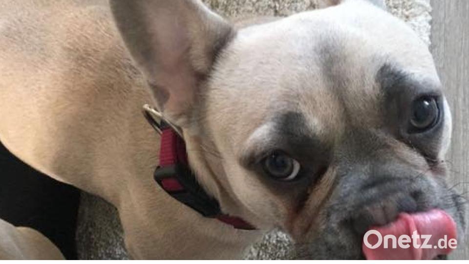 Tag des Hundes Anna Völk