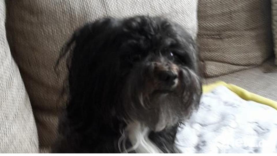 Tag des Hundes Silke Gottfried