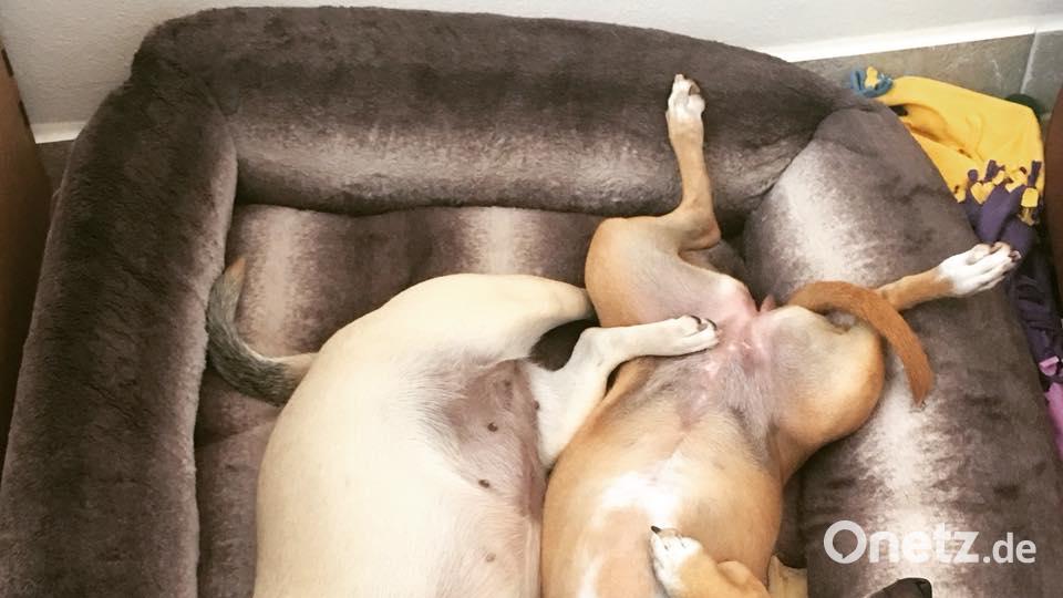 Tag des Hundes Michaela Potter