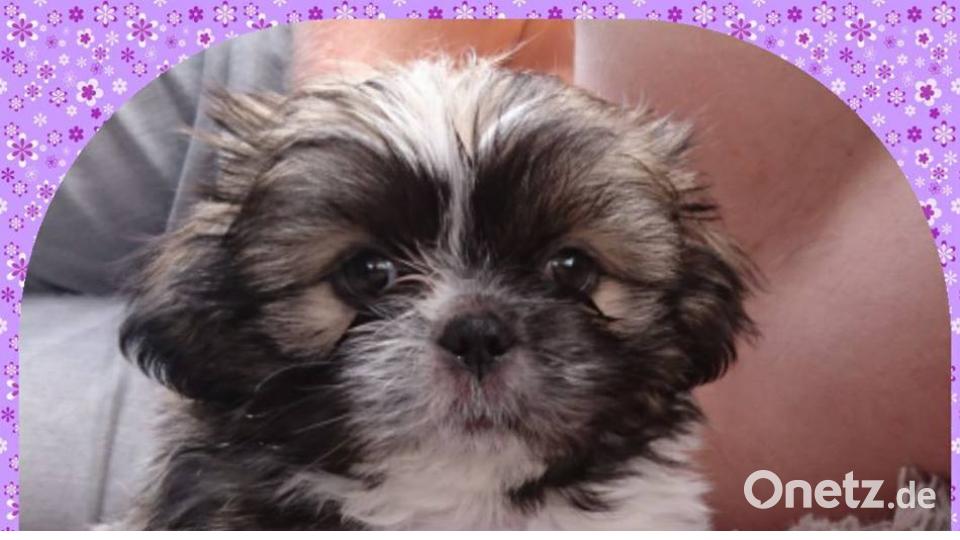 Tag des Hundes Sandra Spanl