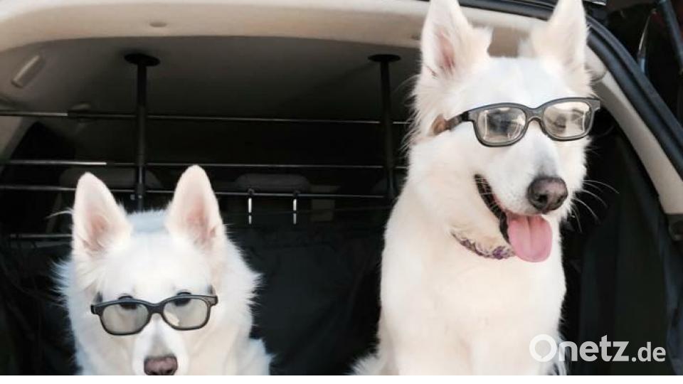 Tag des Hundes Nadia Tamke