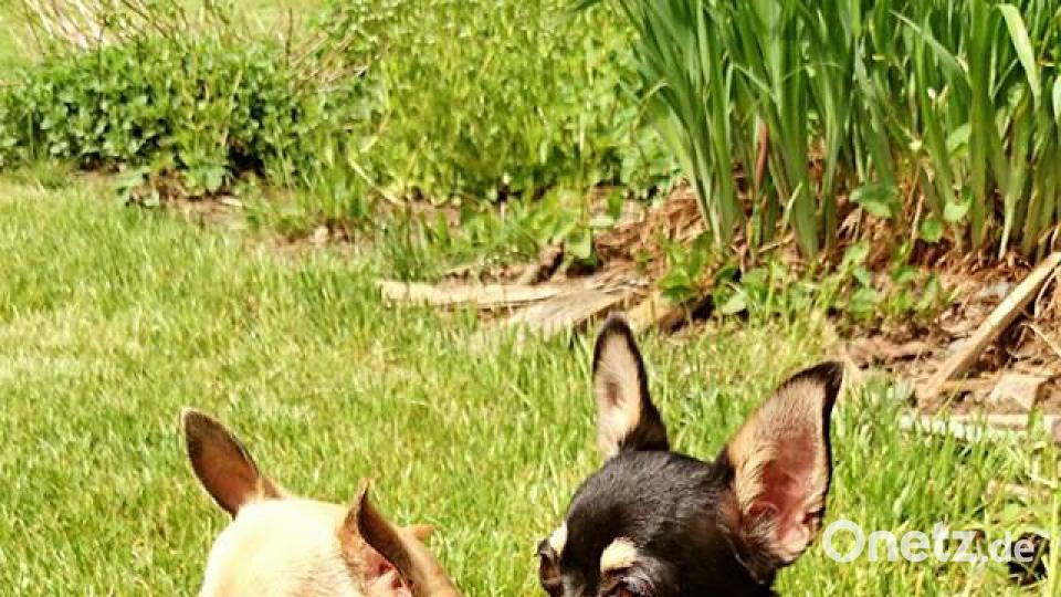 Tag des Hundes Nadja Bender