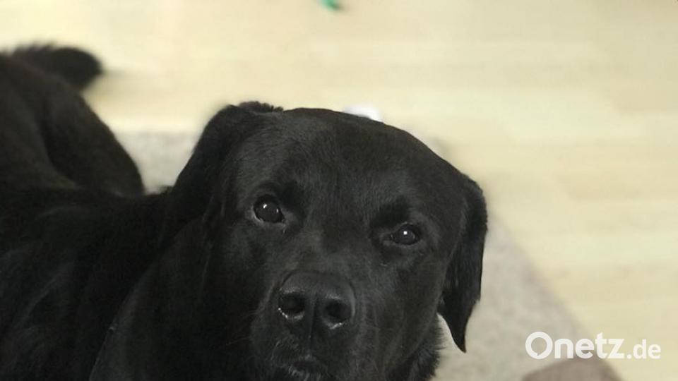 Tag des Hundes Melissa Schraml