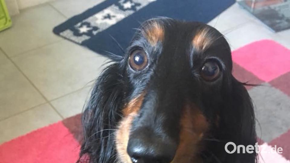 Tag des Hundes Heidi Wenke