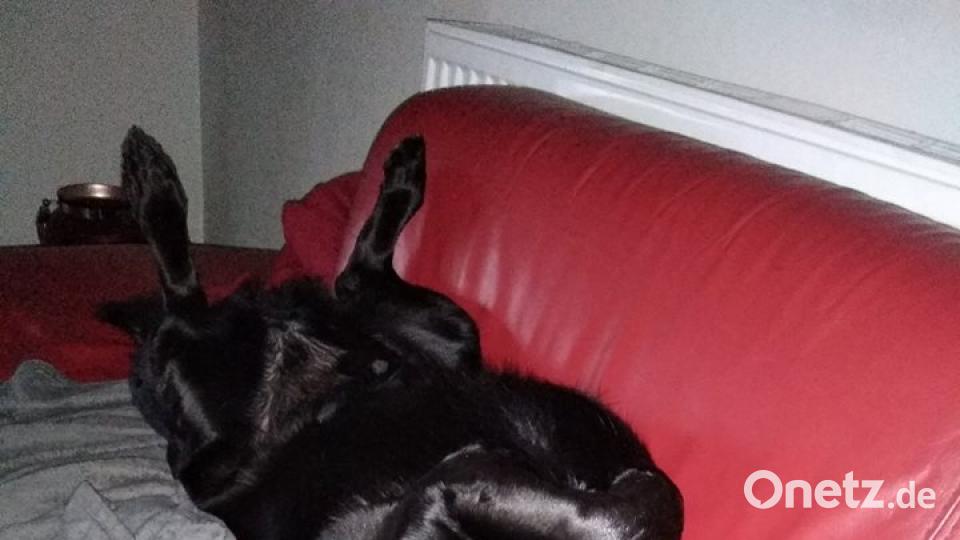 Tag des Hundes Manuel Schwarzer