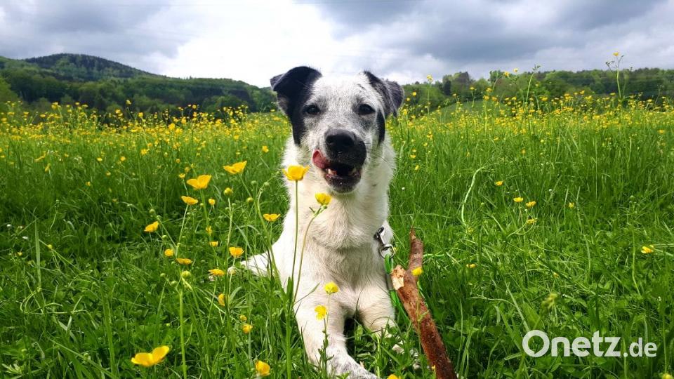 Tag des Hundes Christopher Schwarz