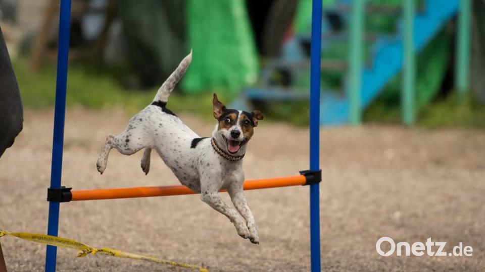 Tag des Hundes Papp Janina