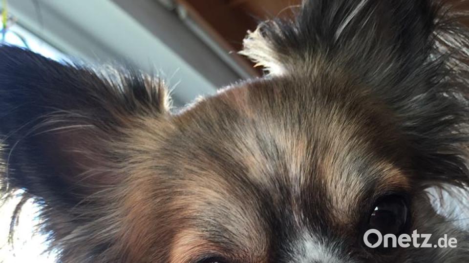 Tag des Hundes Christine Amberger