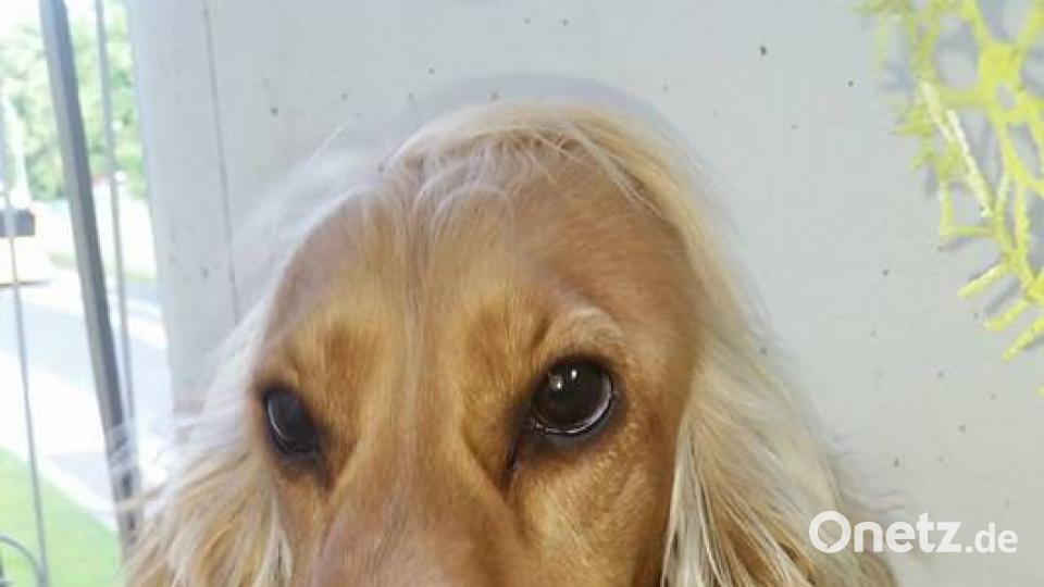 Tag des Hundes Mon Cheri