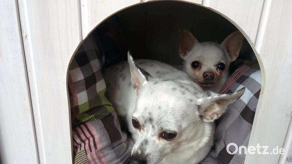 Tag des Hundes Anna Böhm