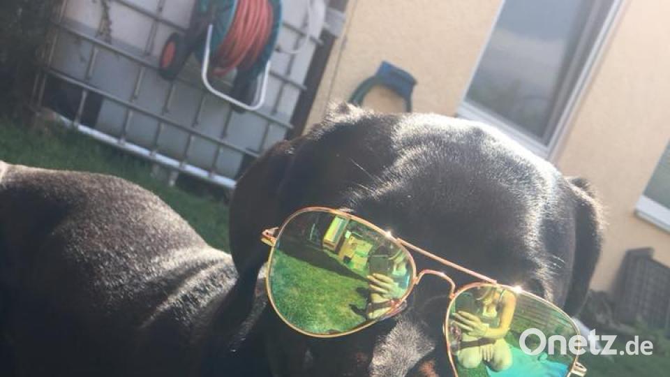 Tag des Hundes Missy Lhu