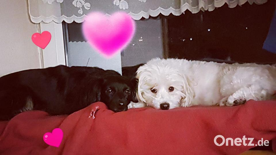 Tag des Hundes Jessica Schuch