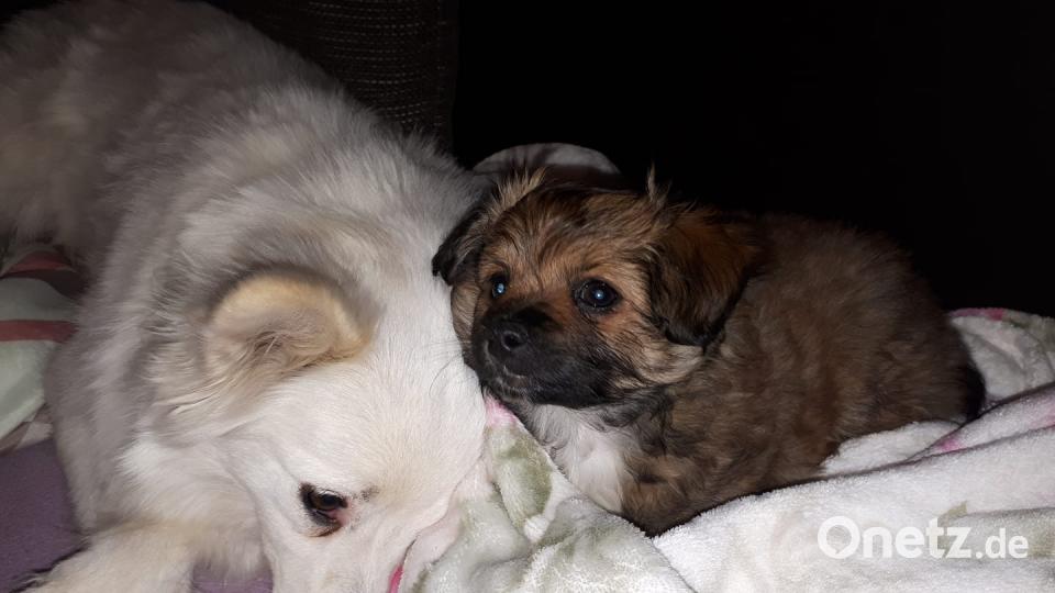 Tag des Hundes Sabrina Katholing