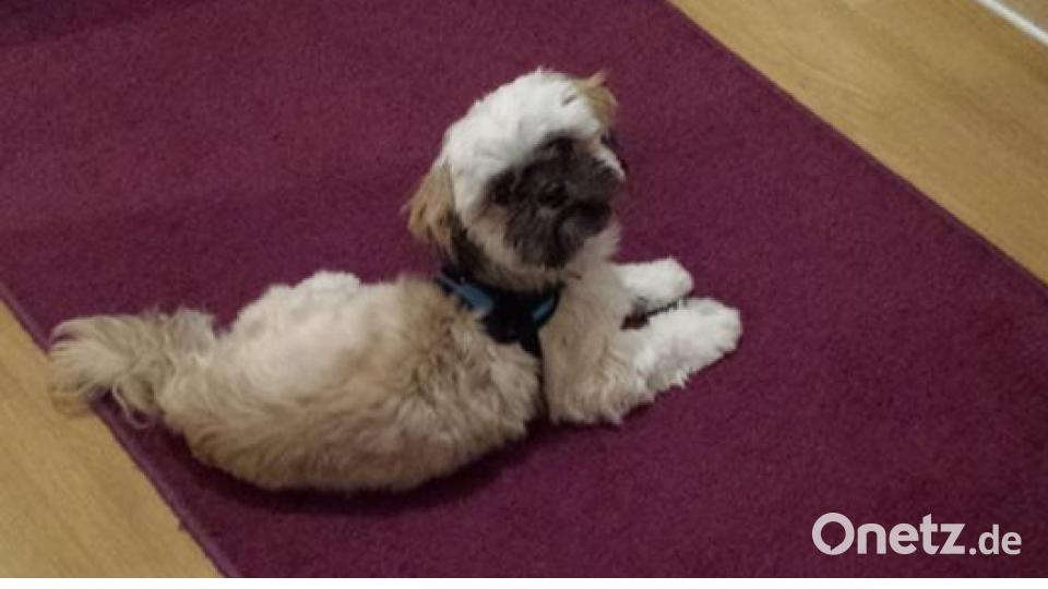 Tag des Hundes Nessa Semir