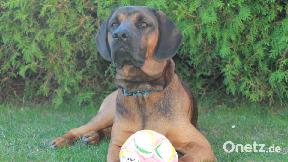 Tag des Hundes Claudia W