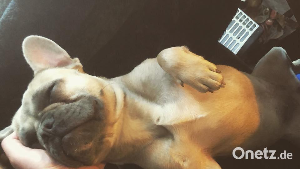 Tag des Hundes Mario Subotić