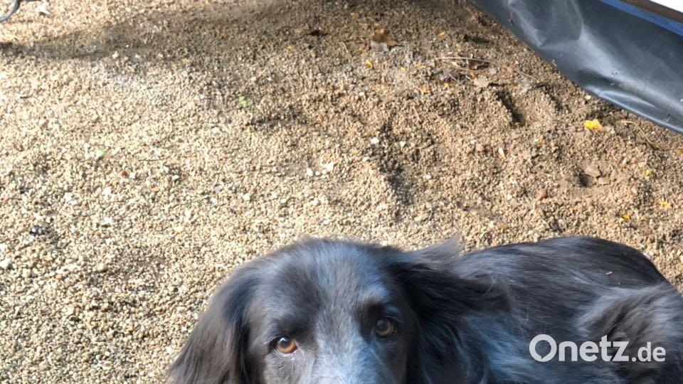 Tag des Hundes Max Wilcke