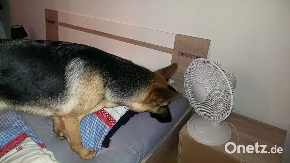 Tag des Hundes Sabrina Messer