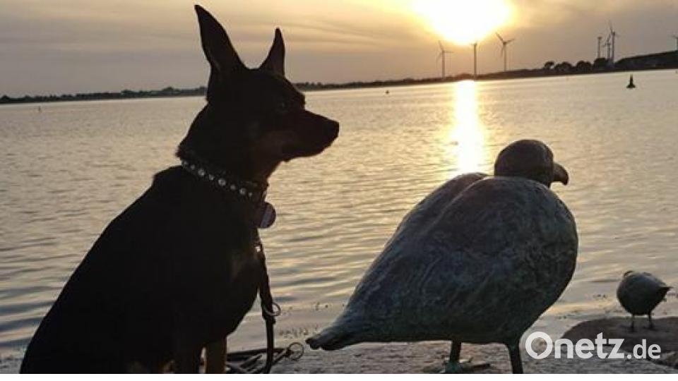 Tag des Hundes Nicole Heimann