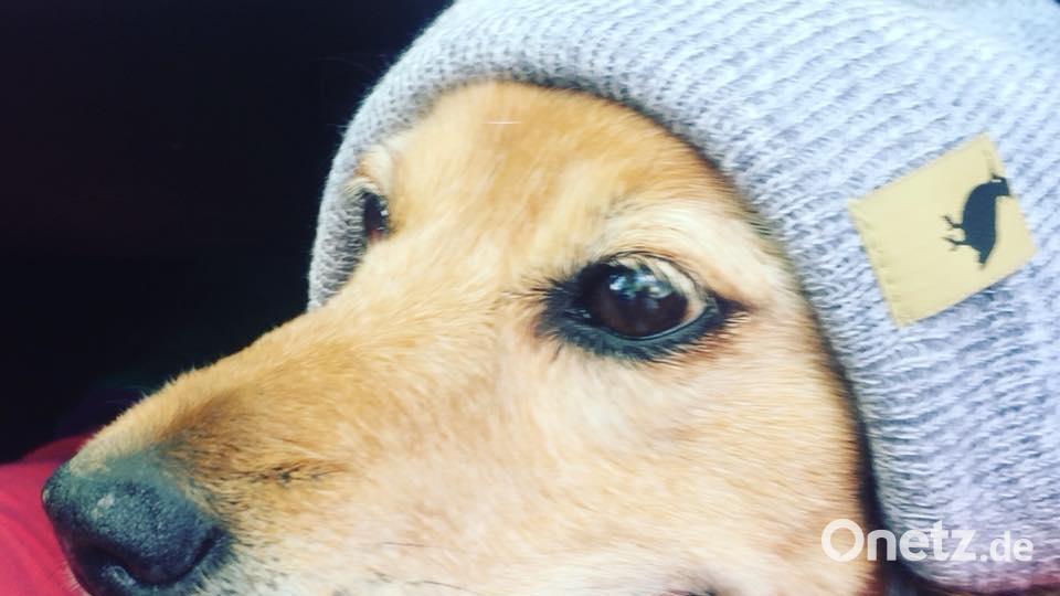 Tag des Hundes Peggy Kulik