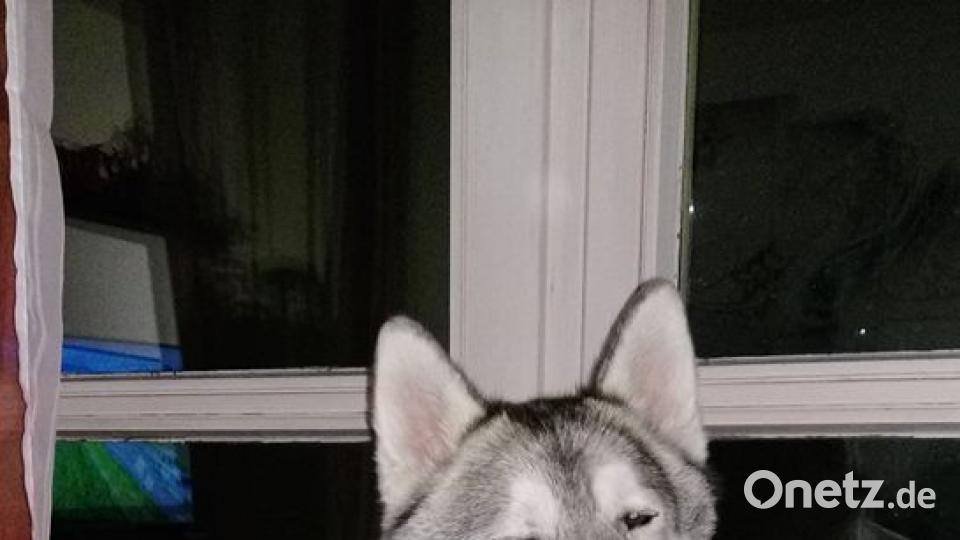 Tag des Hundes Johanna Hösl