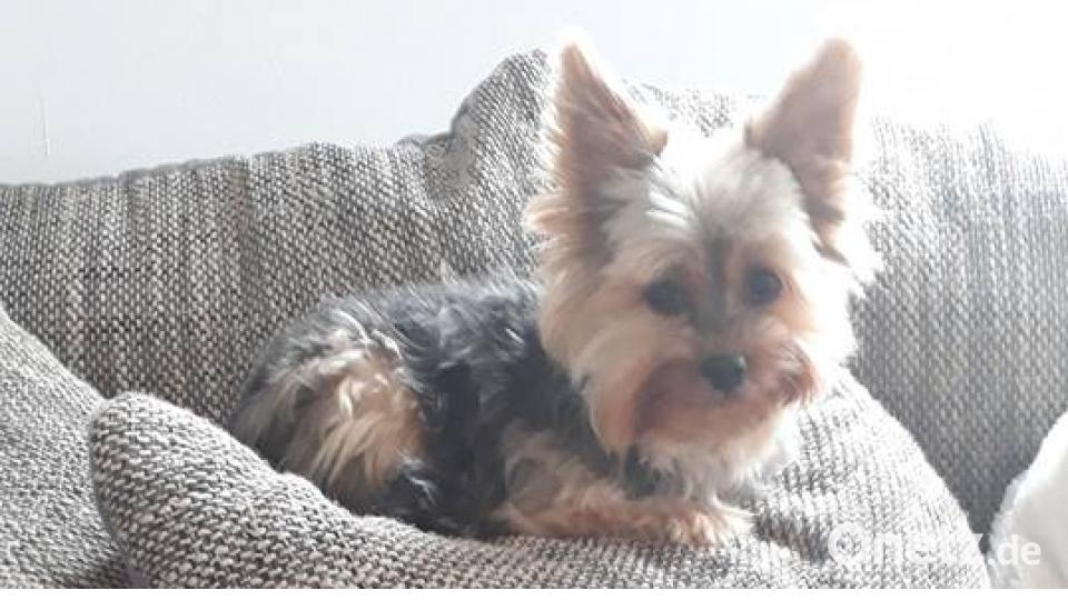 Tag des Hundes Heike Mägerl