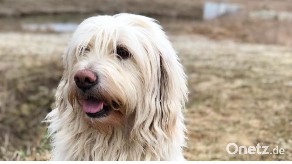 Tag des Hundes Martina Tunger