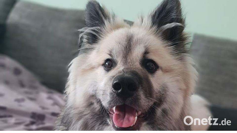 Tag des Hundes Michaela Krämer