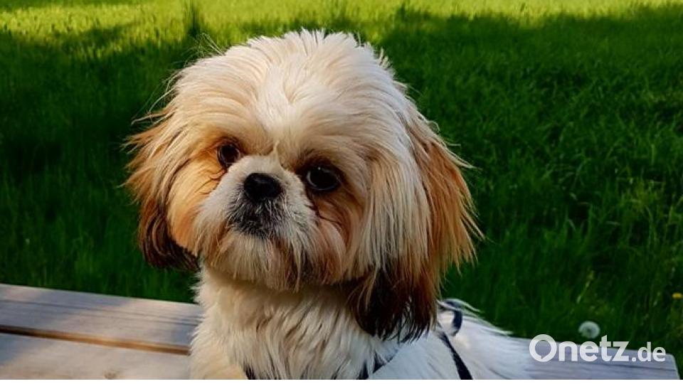 Tag des Hundes Dani Elaa