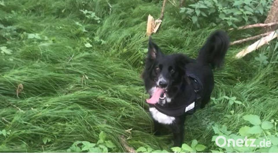 Tag des Hundes Celina Davis