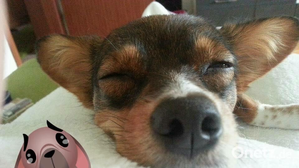 Tag des Hundes Corinna Graf