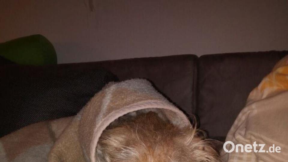 Tag des Hundes Simone Maurer