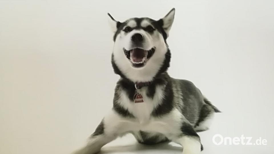 Tag des Hundes Kathi Ba