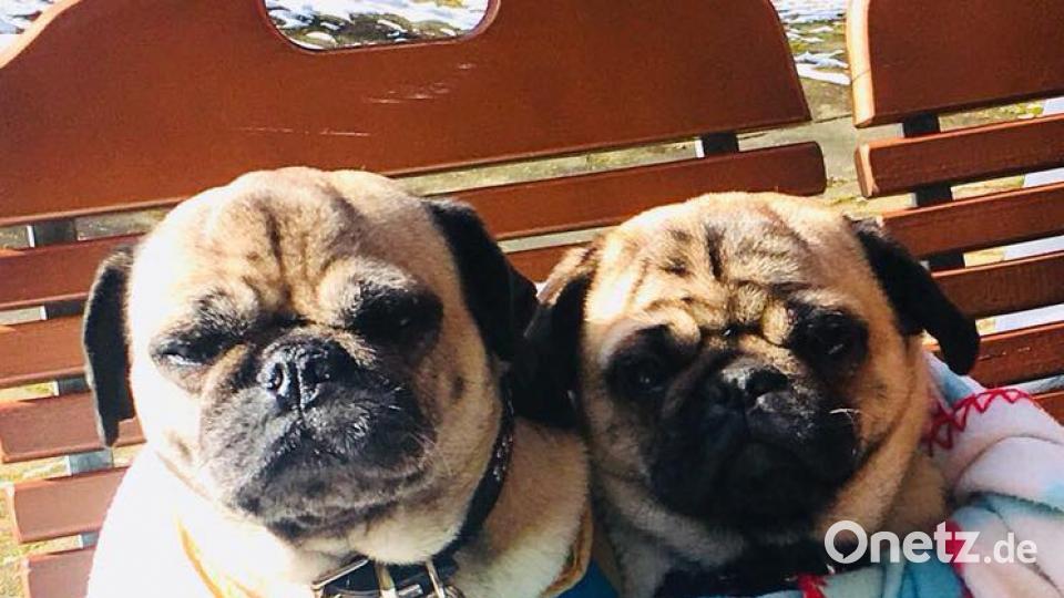 Tag des Hundes Dirk Depenbrock