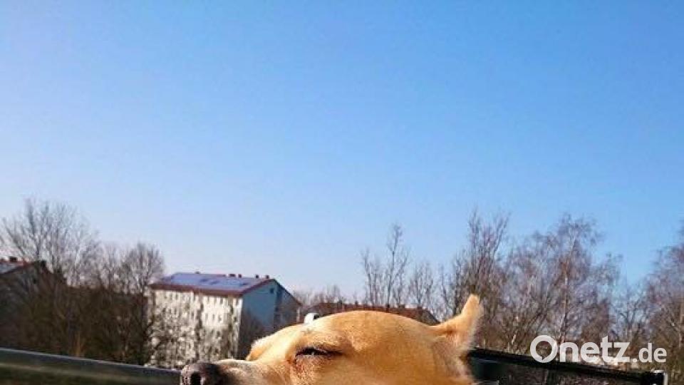 Tag des Hundes István Biró