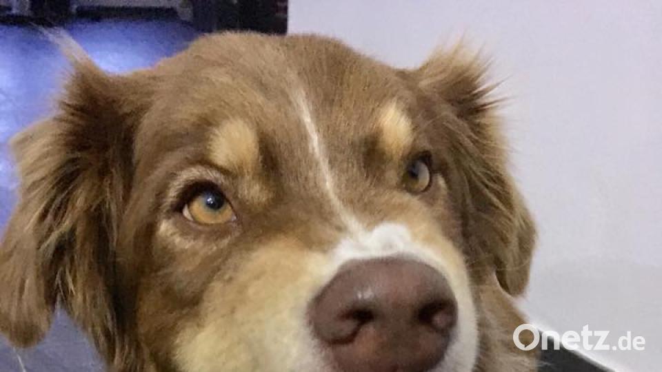 Tag des Hundes Sabrina Schmid