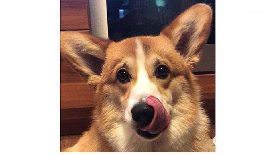 Tag des Hundes Erika Pogorelova