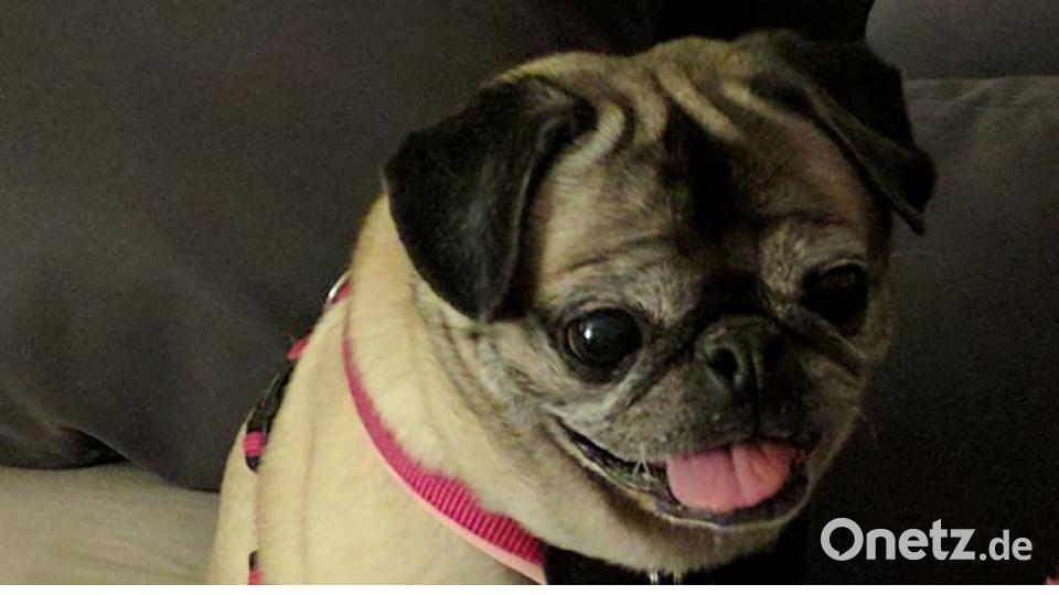 Tag des Hundes Heike Taylor